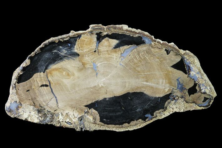 Petrified Wood (Schinoxylon) Slab - Blue Forest, Wyoming #141269